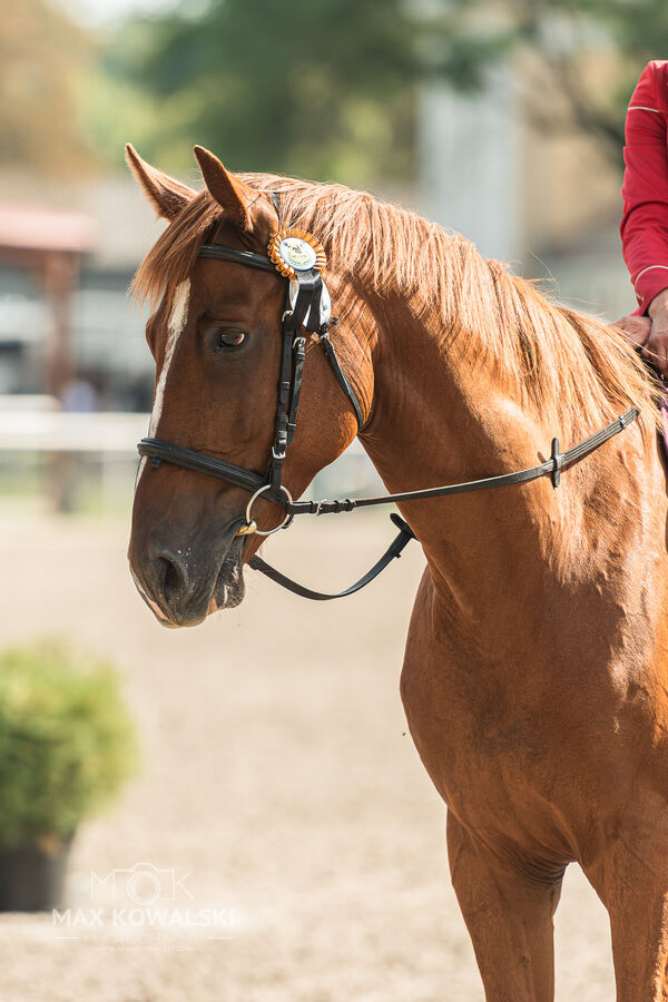 SFT i przyjaciele JUMPING SHOW - ZRiT - WRZESIEŃ 2026 Kozienice