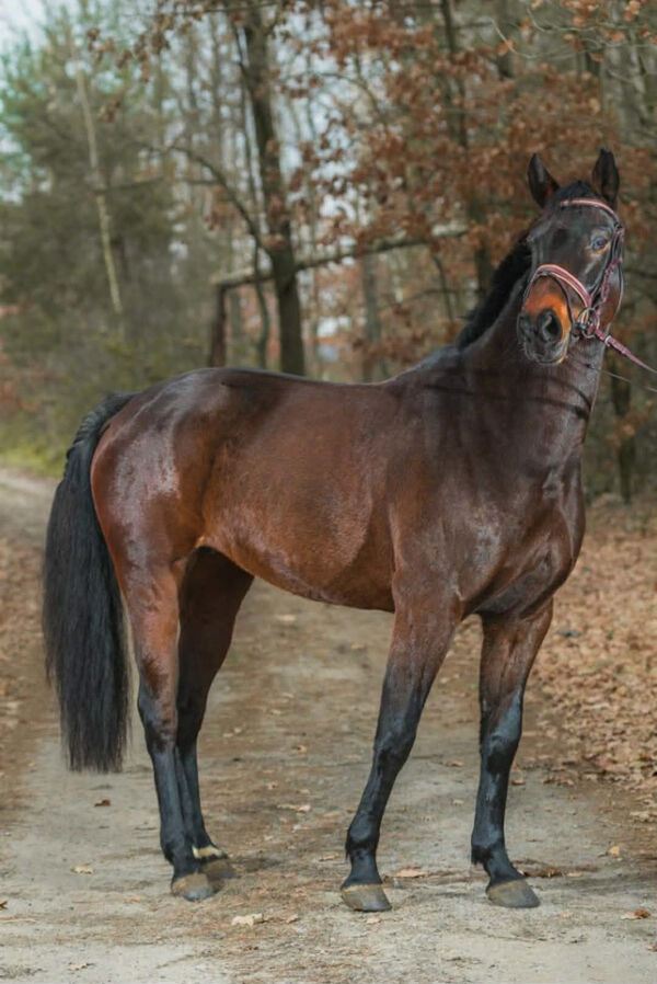ZB Equigroom i jej prace