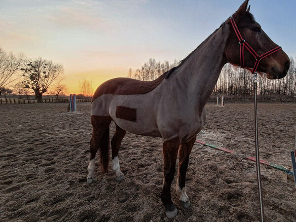 ZB Equigroom i jej prace